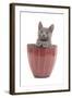 Chartreux Kitten in Flowerpot-null-Framed Photographic Print