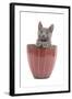 Chartreux Kitten in Flowerpot-null-Framed Photographic Print