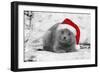 Chartreux Kitten Wearing Christmas Hat-null-Framed Photographic Print