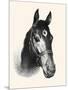 Chase Me; Pet And Race Horse-C.W. Anderson-Mounted Art Print