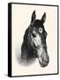Chase Me; Pet And Race Horse-C.W. Anderson-Framed Stretched Canvas