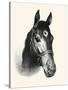 Chase Me; Pet And Race Horse-C.W. Anderson-Stretched Canvas