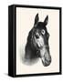 Chase Me; Pet And Race Horse-C.W. Anderson-Framed Stretched Canvas