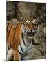 Wood Mount