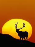 Bull Elk Outlined by Sun-Chase Swift-Stretched Canvas