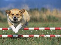 Corgi Jumping over Obstacle at Dog Agility Competition-Chase Swift-Photographic Print
