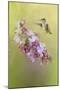 Chasing Lilacs-Jai Johnson-Mounted Giclee Print