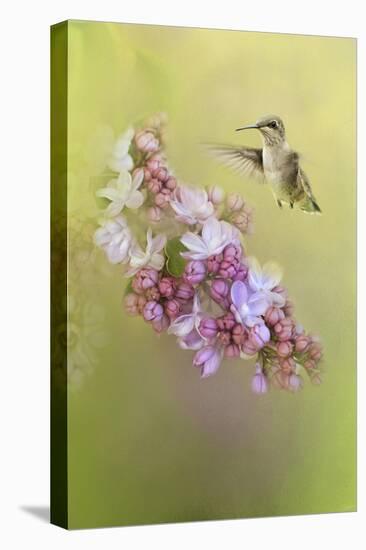 Chasing Lilacs-Jai Johnson-Stretched Canvas