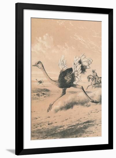 Chasing the Ostrich, c1880-null-Framed Giclee Print