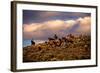 Chasing Thunder-Lisa Dearing-Framed Photographic Print