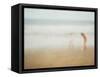 Chasing Waves I-Doug Chinnery-Framed Stretched Canvas