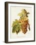 Chasselas De Courtiller Grape-A. Kreyder-Framed Giclee Print