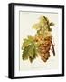 Chasselas De Courtiller Grape-A. Kreyder-Framed Giclee Print