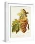 Chasselas De Courtiller Grape-A. Kreyder-Framed Giclee Print