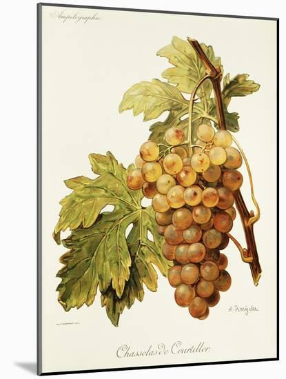 Chasselas De Courtiller Grape-A. Kreyder-Mounted Giclee Print