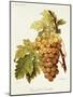 Chasselas De Courtiller Grape-A. Kreyder-Mounted Giclee Print