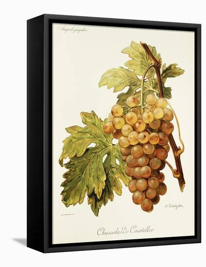 Chasselas De Courtiller Grape-A. Kreyder-Framed Stretched Canvas