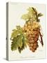 Chasselas De Courtiller Grape-A. Kreyder-Stretched Canvas