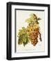 Chasselas De Courtiller Grape-A. Kreyder-Framed Giclee Print