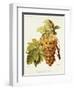 Chasselas De Courtiller Grape-A. Kreyder-Framed Giclee Print