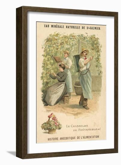 Chasselas De Fontainebleau Grapes-null-Framed Giclee Print