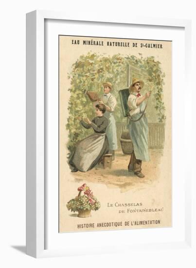 Chasselas De Fontainebleau Grapes-null-Framed Giclee Print