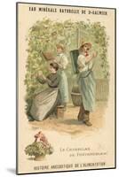 Chasselas De Fontainebleau Grapes-null-Mounted Giclee Print