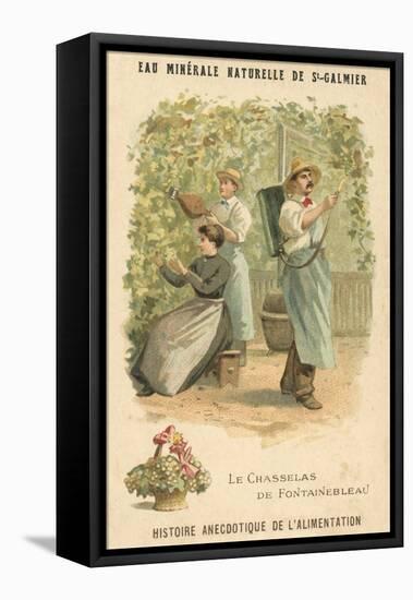 Chasselas De Fontainebleau Grapes-null-Framed Stretched Canvas