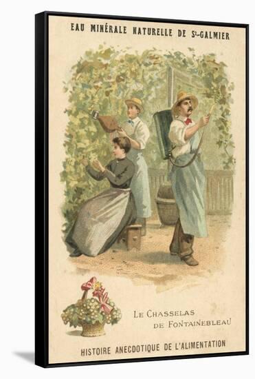 Chasselas De Fontainebleau Grapes-null-Framed Stretched Canvas