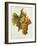 Chasselas Dore' Grape-A. Kreyder-Framed Giclee Print