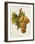 Chasselas Dore' Grape-A. Kreyder-Framed Giclee Print