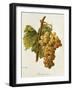 Chasselas Dore' Grape-A. Kreyder-Framed Giclee Print