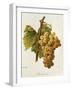 Chasselas Dore' Grape-A. Kreyder-Framed Giclee Print