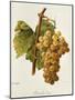 Chasselas Dore' Grape-A. Kreyder-Mounted Giclee Print