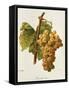 Chasselas Dore' Grape-A. Kreyder-Framed Stretched Canvas