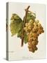 Chasselas Dore' Grape-A. Kreyder-Stretched Canvas