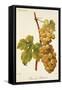 Chasselas Duhamel Grape-A. Kreyder-Framed Stretched Canvas