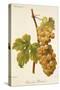 Chasselas Duhamel Grape-A. Kreyder-Stretched Canvas