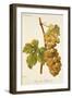 Chasselas Duhamel Grape-A. Kreyder-Framed Giclee Print