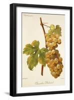 Chasselas Duhamel Grape-A. Kreyder-Framed Giclee Print