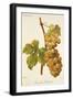 Chasselas Duhamel Grape-A. Kreyder-Framed Giclee Print