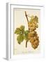 Chasselas Duhamel Grape-A. Kreyder-Framed Giclee Print