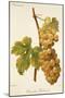 Chasselas Duhamel Grape-A. Kreyder-Mounted Giclee Print