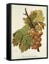 Chasselas Gros Coulard Grape-A. Kreyder-Framed Stretched Canvas