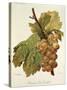 Chasselas Gros Coulard Grape-A. Kreyder-Stretched Canvas