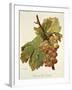 Chasselas Gros Coulard Grape-A. Kreyder-Framed Giclee Print