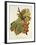Chasselas Gros Coulard Grape-A. Kreyder-Framed Giclee Print