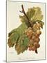 Chasselas Gros Coulard Grape-A. Kreyder-Mounted Giclee Print