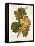 Chasselas Le Ronsard Grape-A. Kreyder-Framed Stretched Canvas