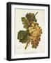 Chasselas Le Ronsard Grape-A. Kreyder-Framed Giclee Print